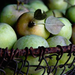 About Elizabeth’s Humble House